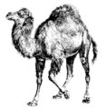 Perl-camel-small.png